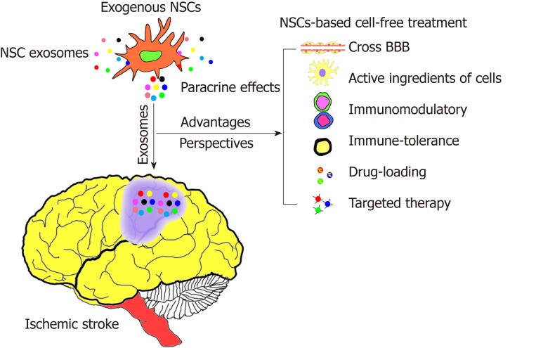 图3：源自神经干细胞的外泌体对于基于干细胞的疗法的益处至关重要。