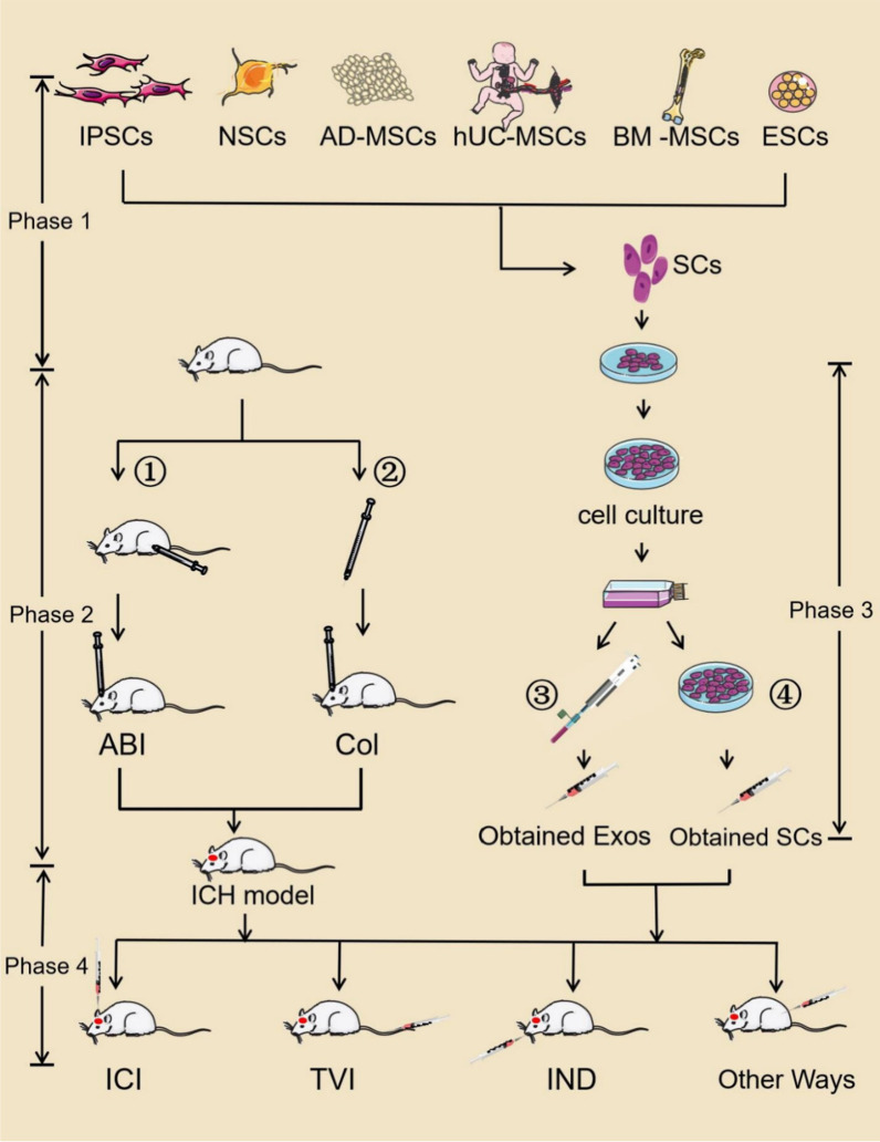 图1：干细胞和干细胞衍生的外泌体用于治疗脑出血小鼠