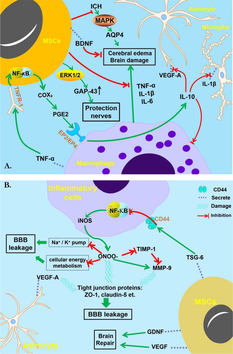 图2：间充质干细胞治疗脑出血的机制。