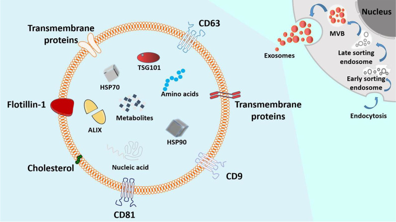 图3：外泌体的分泌过程和基本结构