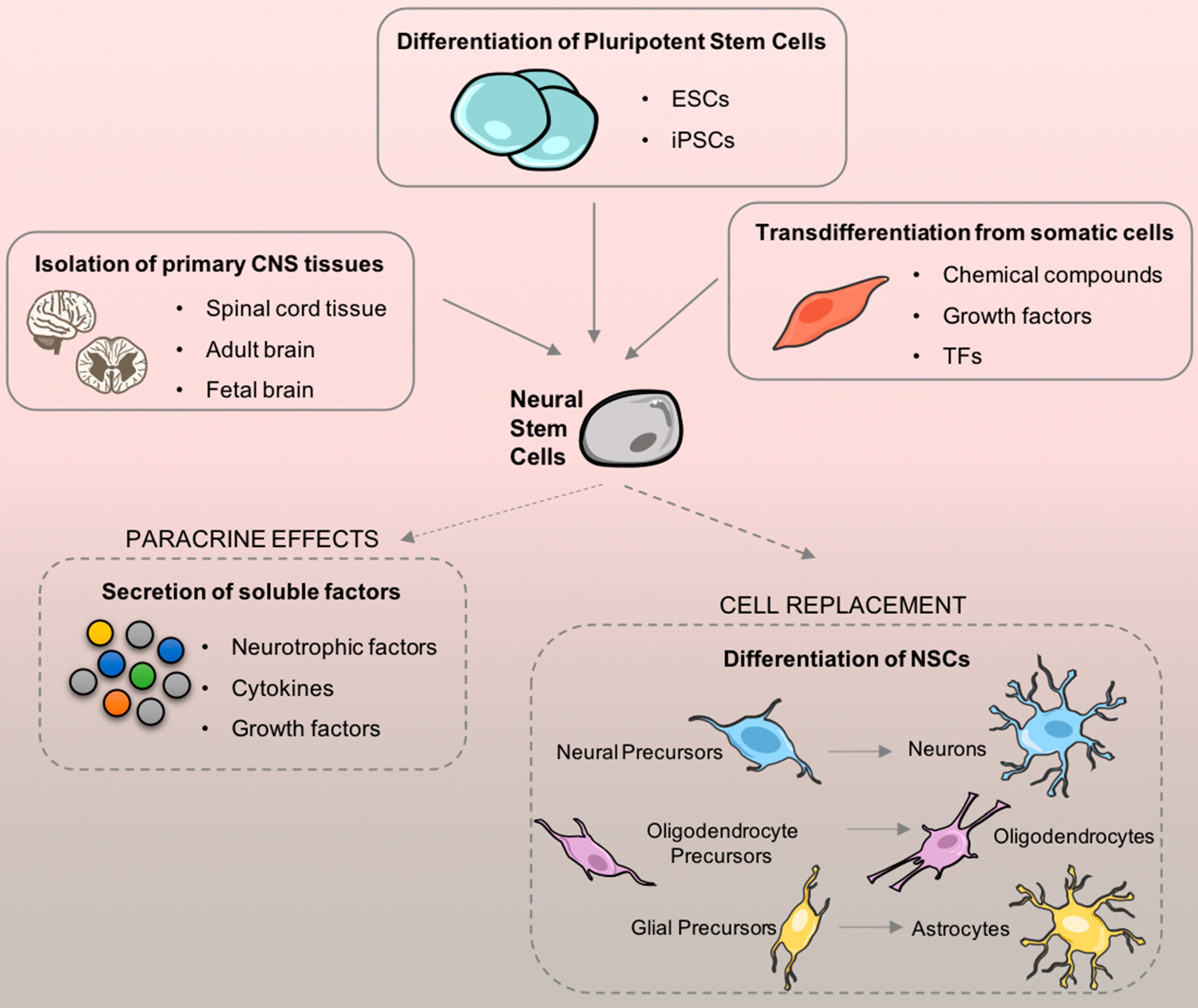 图1. 神经干细胞 (NSC) 来源及其在细胞移植后的治疗适用性。