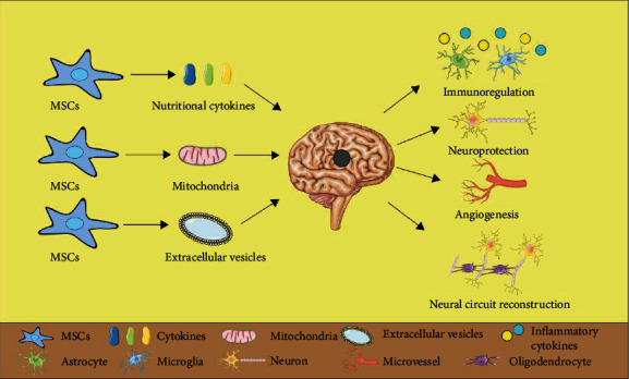 间充质干细胞治疗缺血性脑卒中的机制