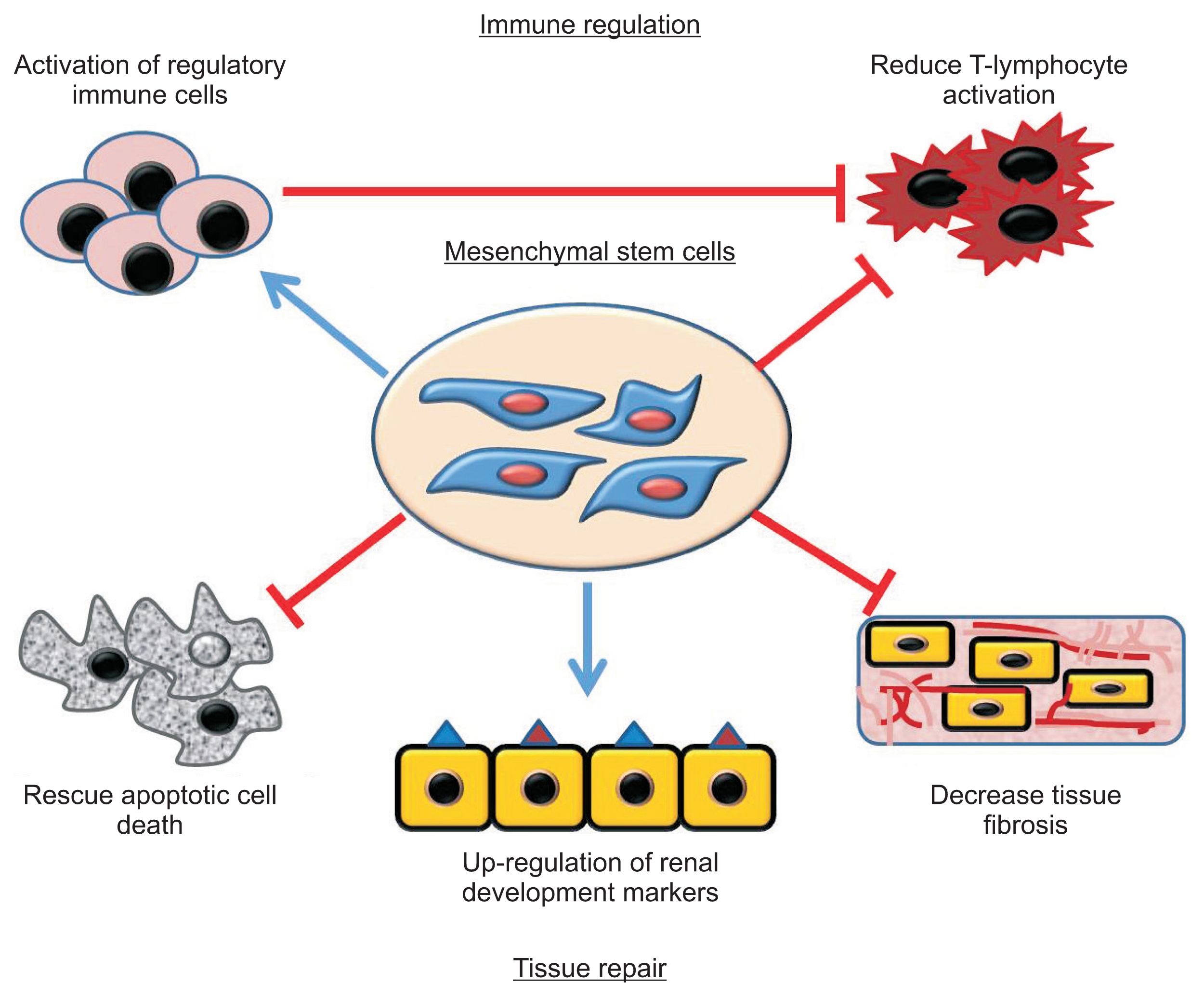 图1：间充质干细胞治疗慢性肾脏病的作用机制
