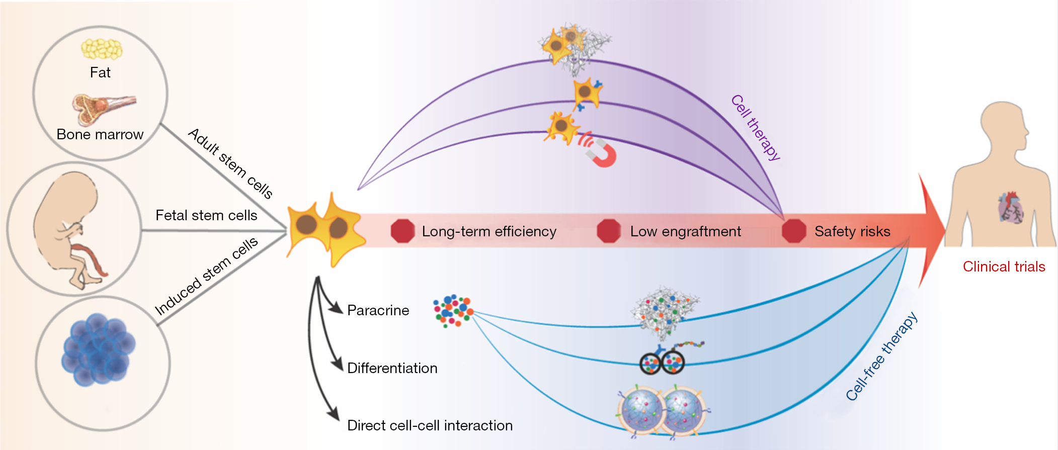 图1:加速干细胞疗法临床转化的生物工程策略。 图1:加速干细胞疗法临床转化的生物工程策略。