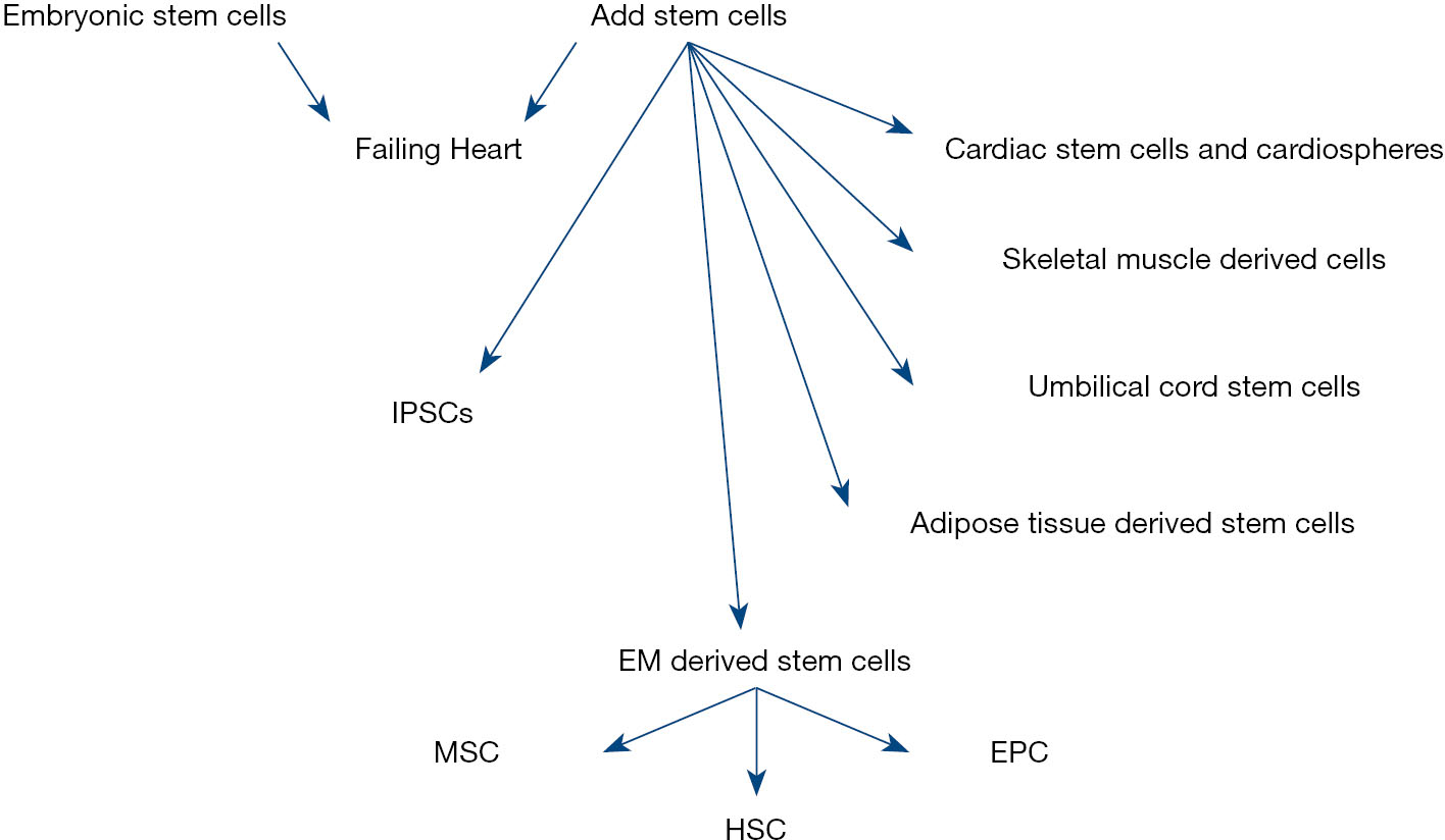 用于心脏再生的干细胞种类