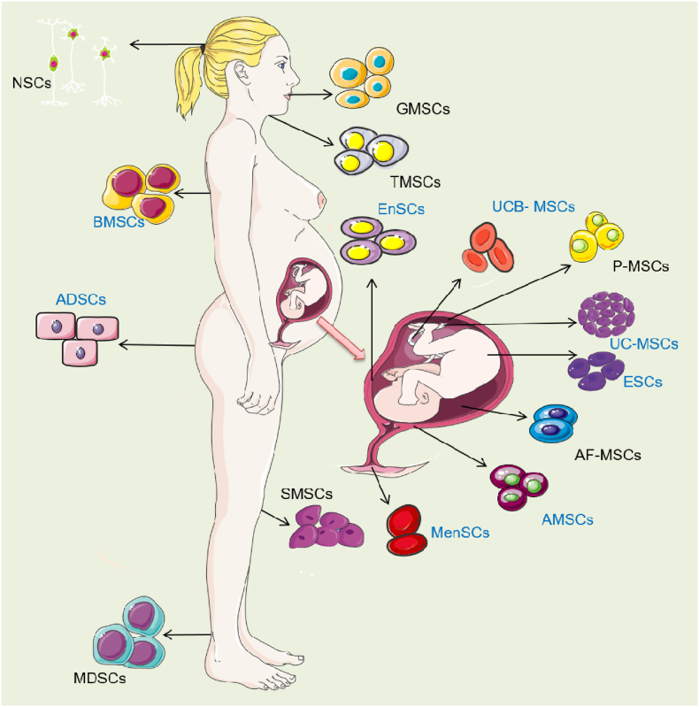可治疗子宫内膜损伤的干细胞类型 可治疗子宫内膜损伤的干细胞类型