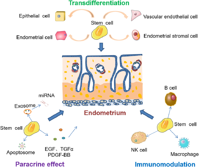 图3:干细胞修复子宫内膜损伤的机制 图3:干细胞修复子宫内膜损伤的机制