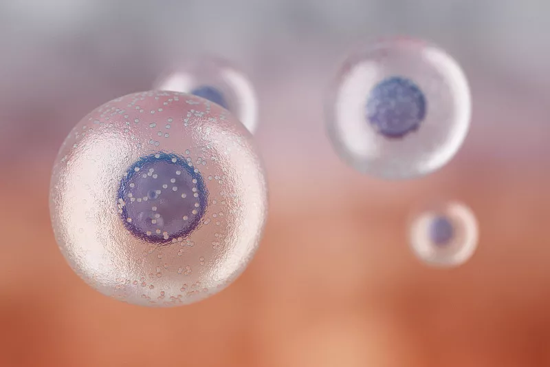 科普 | 几种常见干细胞的制备方法