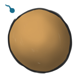 1. 人类卵子受精。