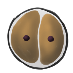 2. 卵子开始分裂产生新的细胞。