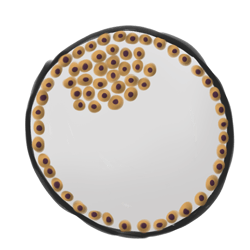 4. 细胞分为内部团块和外部团块。内部细胞可以作为干细胞收获。