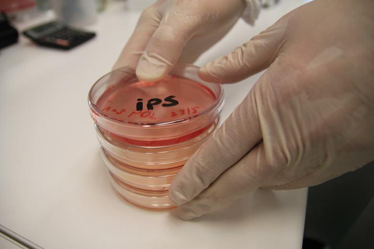 实验室中的iPS细胞。图片来源：CSIRO Science Image。