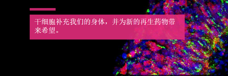 干细胞——区分炒作与现实