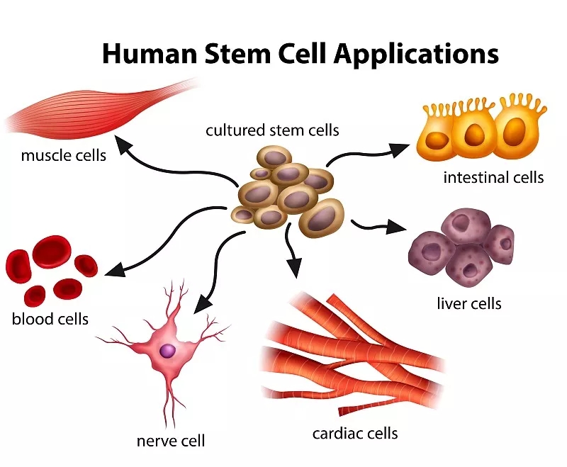 人类干细胞的应用