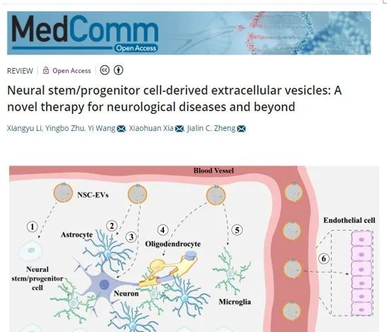 神经干细胞外泌体调控中枢神经系统中不同细胞功能
