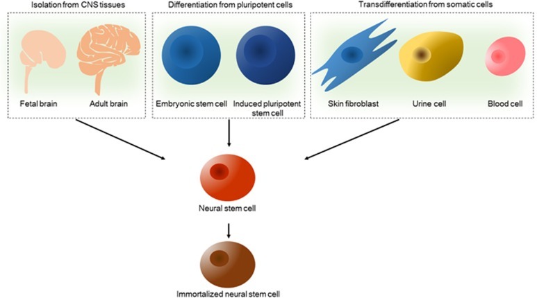 图2：神经干细胞的来源