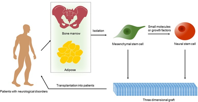 神经干细胞的衍生和移植的治疗策略