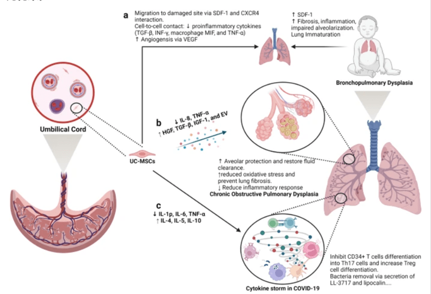 间充质干细胞是治疗肺部疾病的良好候选者