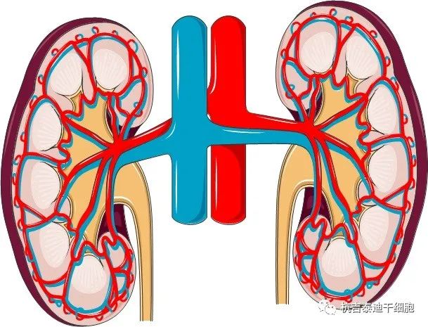 肾脏疾病：干细胞疗法如何对其提供帮助？