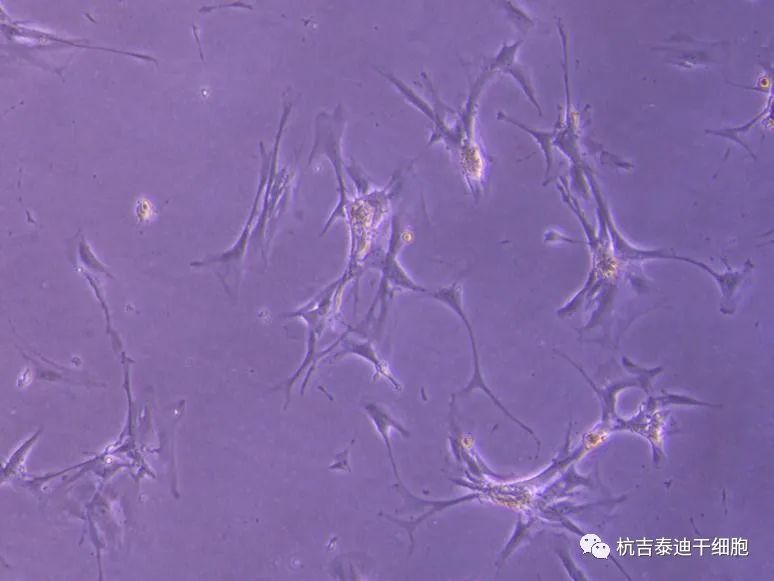 可能的肾脏干细胞，在实验室中生长