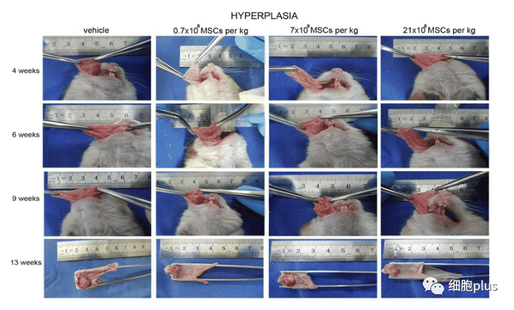 全身注射同种异体间充质干细胞不会加速癌前病变的进展