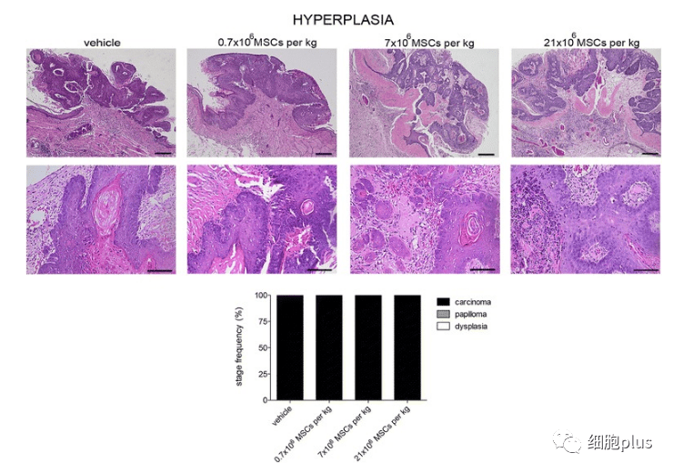 2 全身施用同种异体间充质干细胞不会增加肿瘤恶性程度