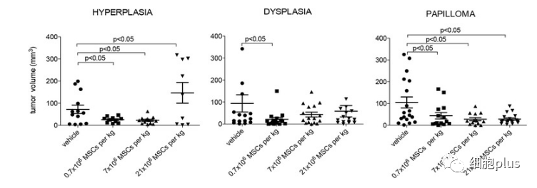 3 低剂量全身施用同种异体间充质干细胞预防肿瘤生长