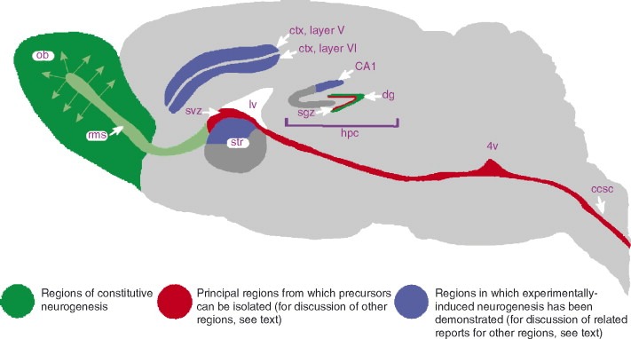 神经干细胞是什么类型的干细胞