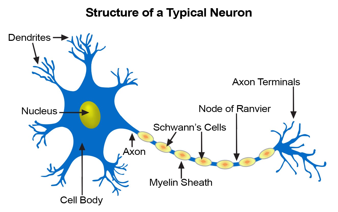 神经干细胞