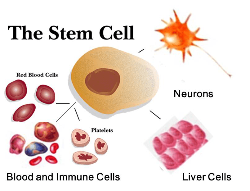 干细胞知识