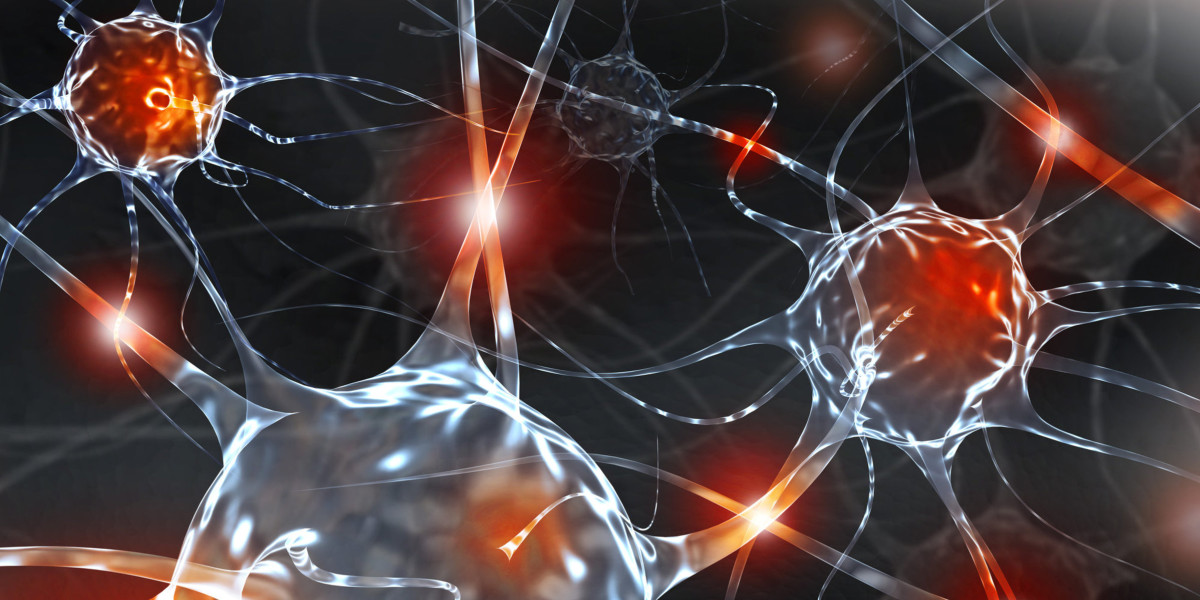 神经干细胞与神经元