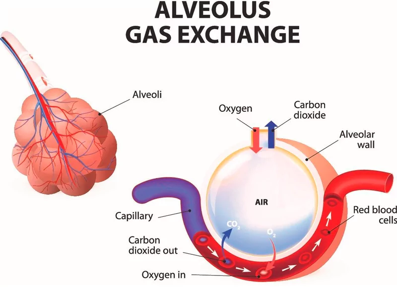 健康的肺组织交换足够的氧气