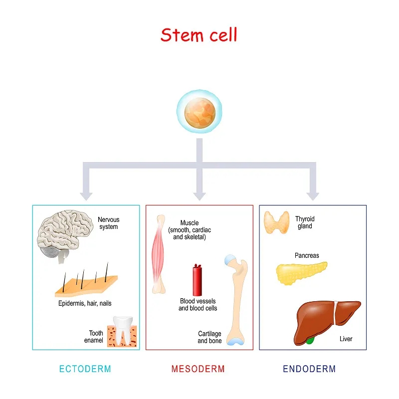 对于干细胞移植的过程我们有何期待