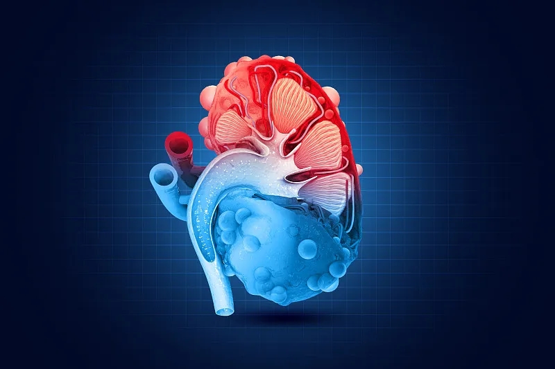 间充质干细胞治疗肾脏疾病克服这四大挑战丨将迎来新的曙光