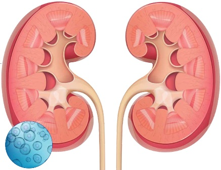 都有哪些干细胞类型应用到肾脏疾病当中？