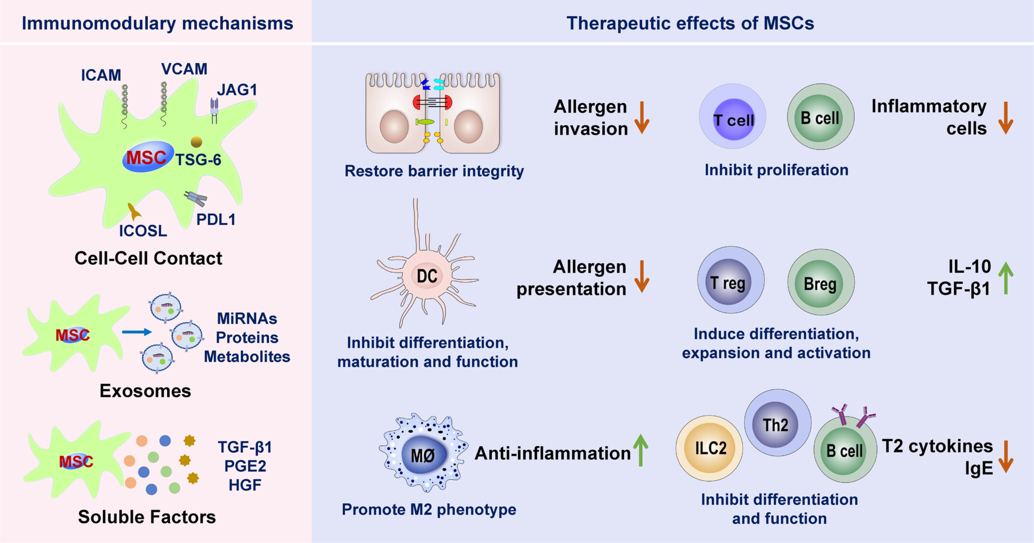 图2：间充质干细胞治疗过敏性鼻炎的免疫调节作用和机制