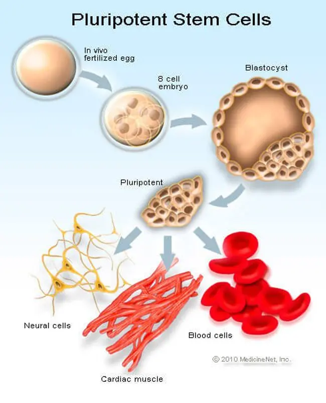 干细胞周期图片