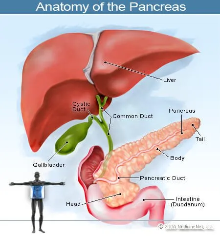胰腺的插图
