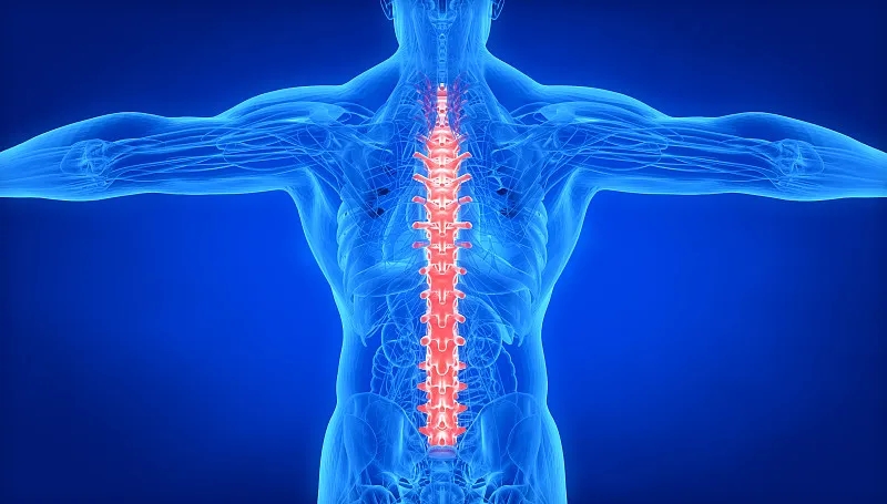 间充质干细胞治疗脊髓损伤:目前的进展和未来的前景 间充质干细胞治疗脊髓损伤:目前的进展和未来的前景