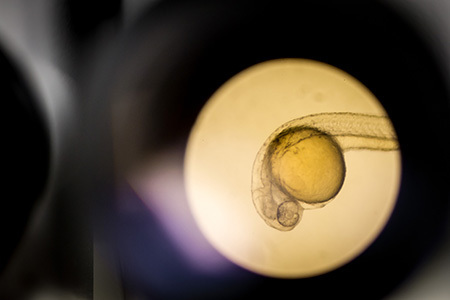 什么是成体干细胞