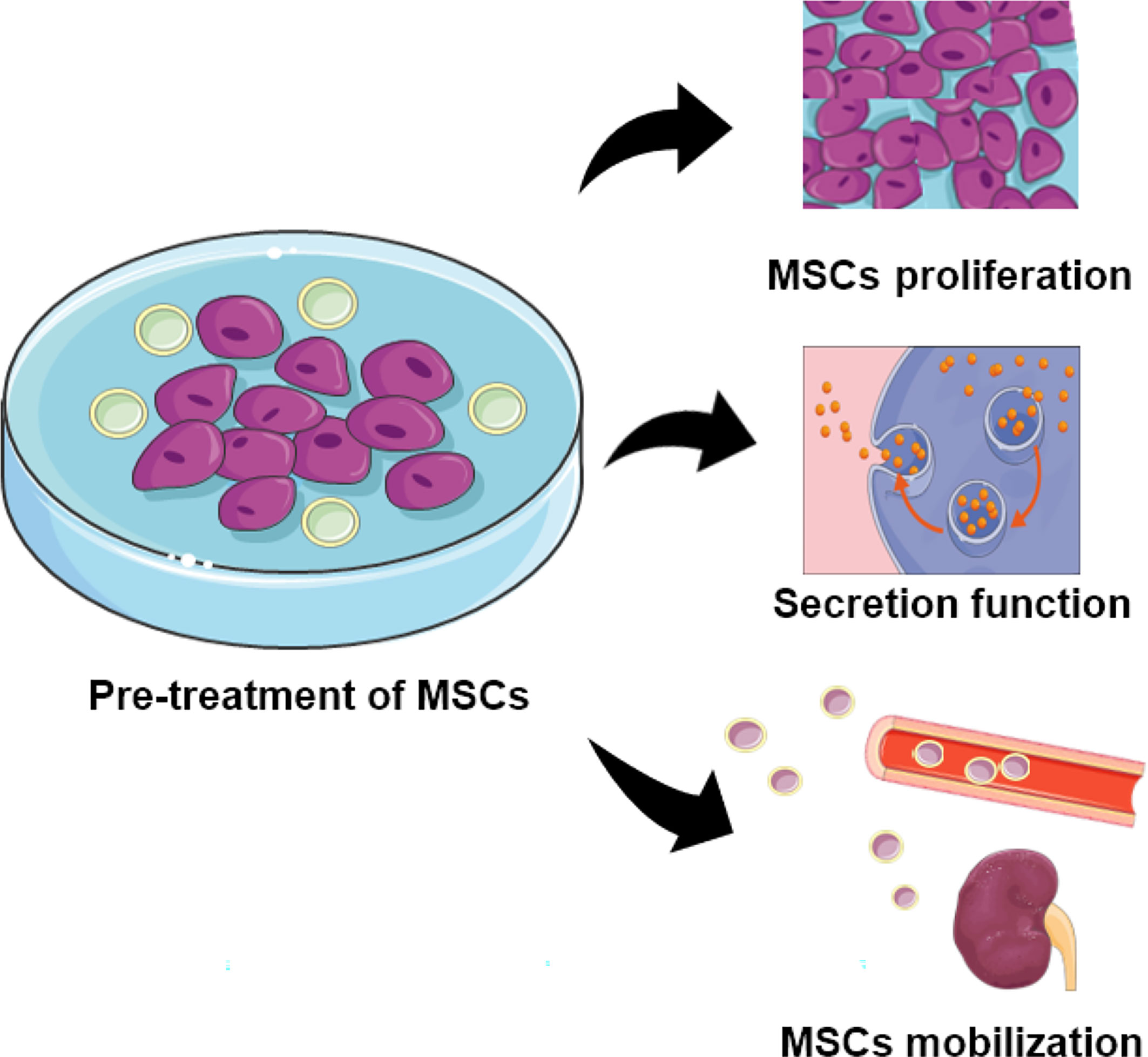 图2:用特定物质预处理的MSCs的功能。预处理的MSC表现出增强的增殖、分泌和定位能力 图2:用特定物质预处理的MSCs的功能。预处理的MSC表现出增强的增殖、分泌和定位能力