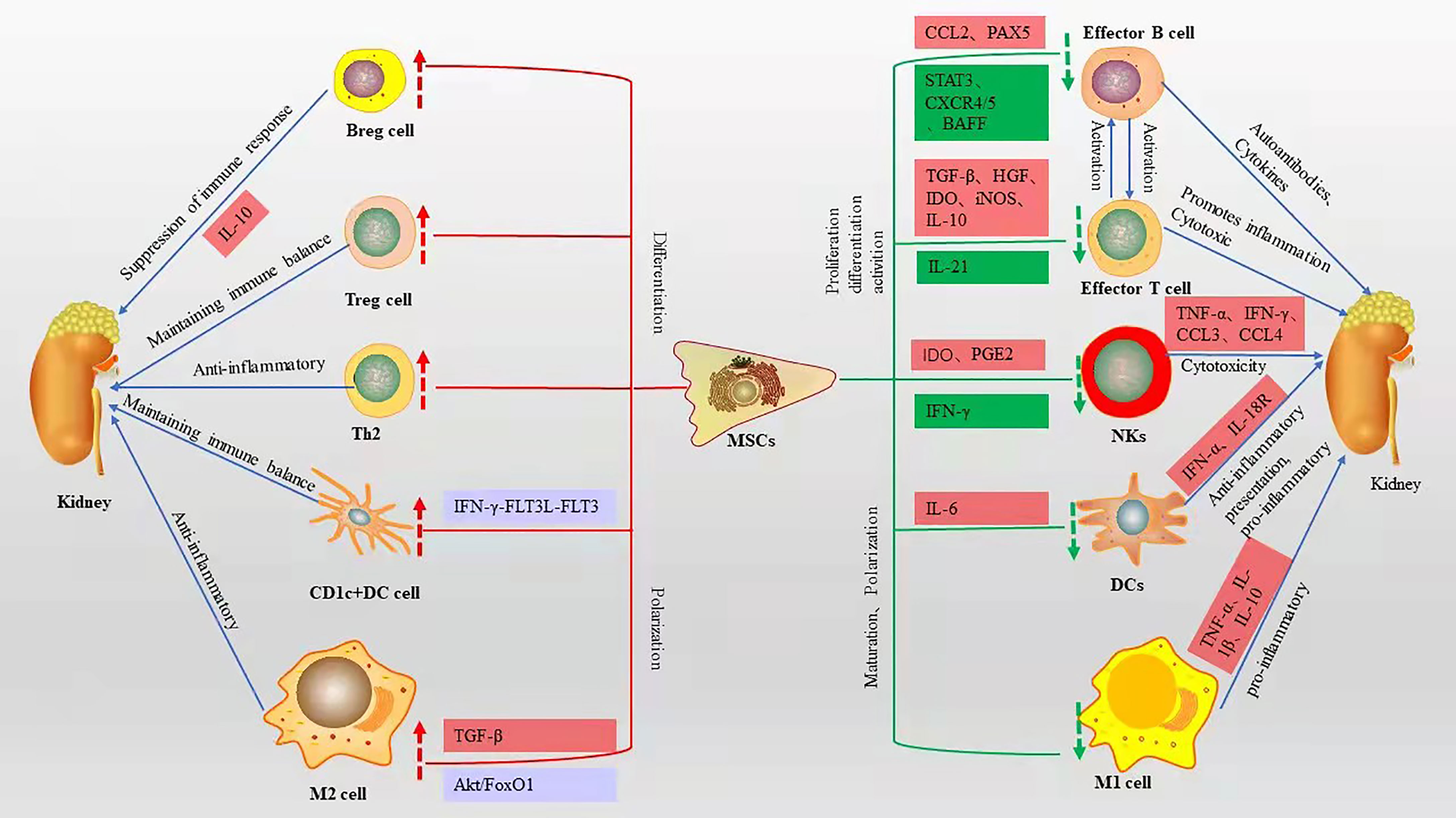 图1：间充质干细胞对各种免疫细胞的免疫调节作用及相关机制