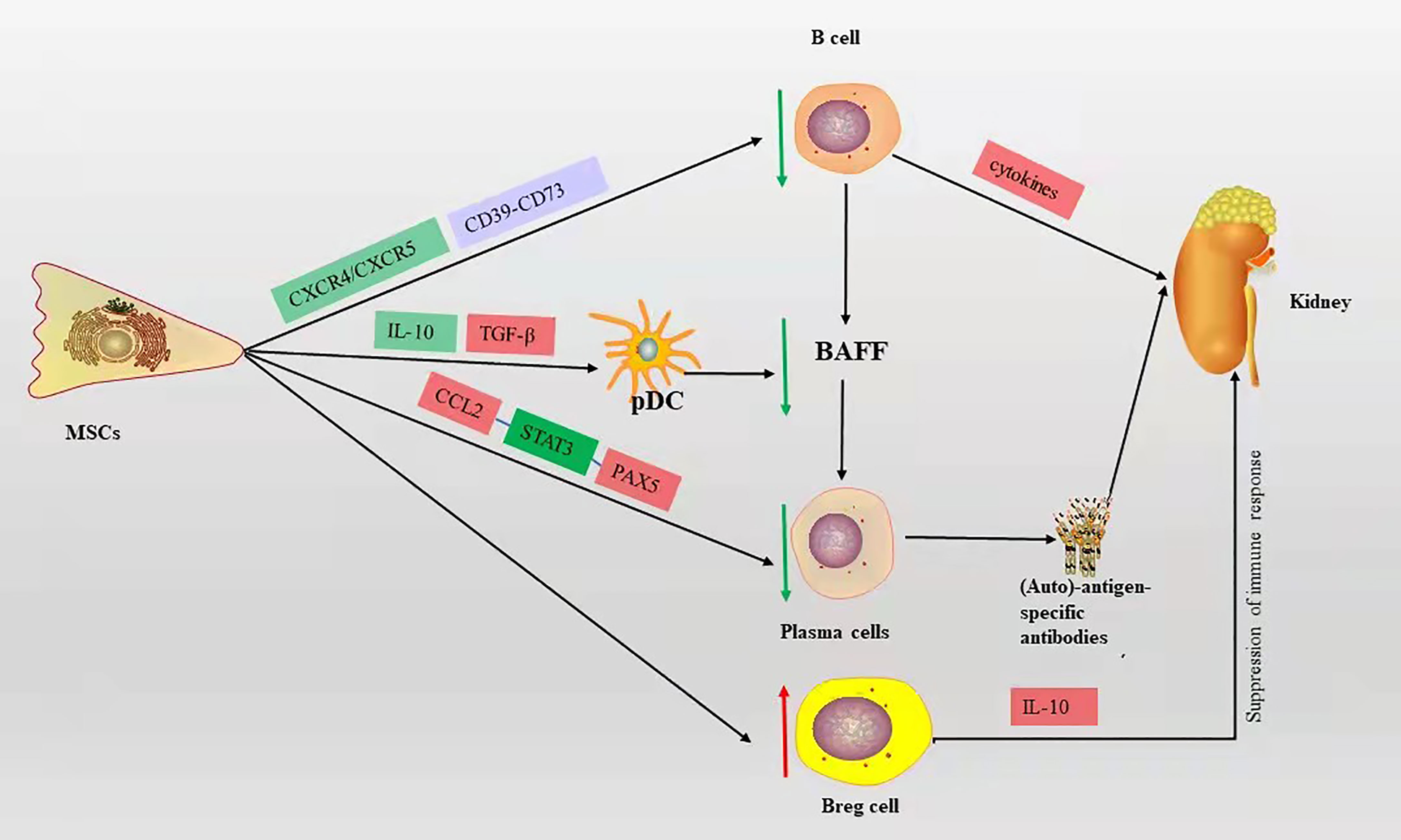 图2：B细胞对LN的作用机制及间充质干细胞对狼疮性肾炎中B细胞的免疫调节机制
