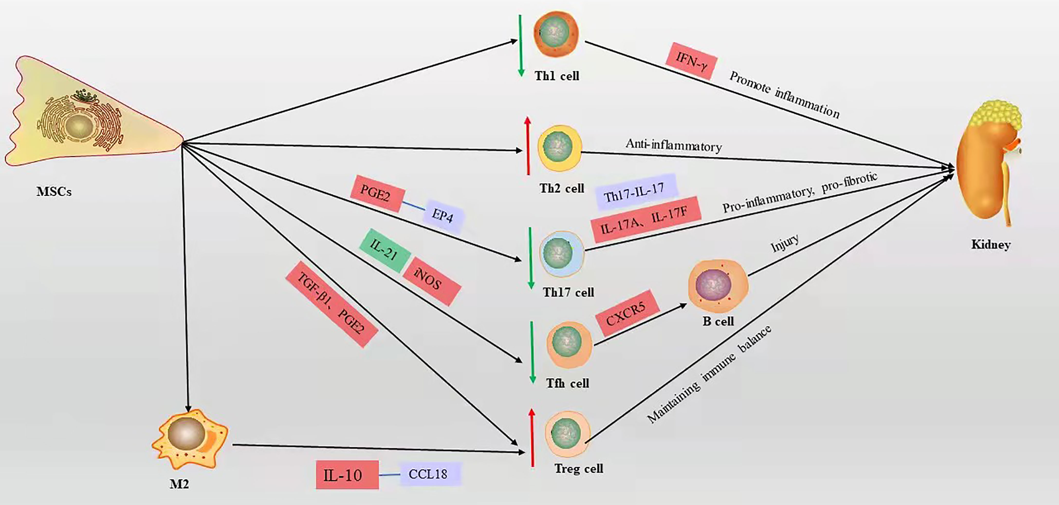 图3：T细胞对狼疮性肾炎的作用机制及间充质干细胞对狼疮性肾炎中T细胞的免疫调节机制
