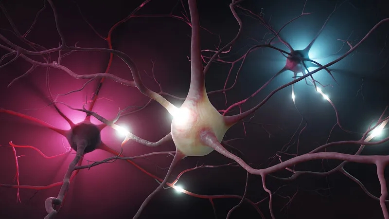 什么是神经干细胞移植-功能恢复机制是什么-用于哪些疾病？