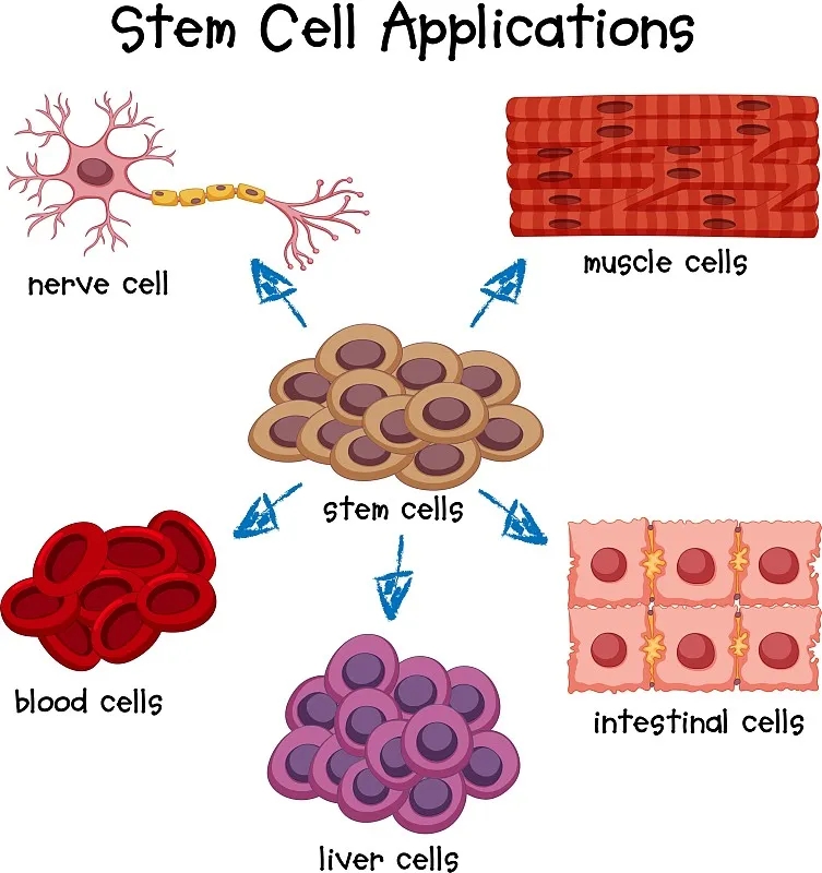 干细胞的4个来源是什么？