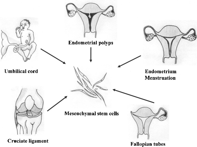 图1。各种新的MSC来源。细胞经过分离培养，可分化为三个胚层用于移植