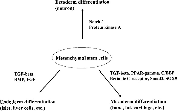 图3：各种途径对MSCs分化的影响。MSCs可以通过不同的细胞因子和途径分化形成不同的谱系。
