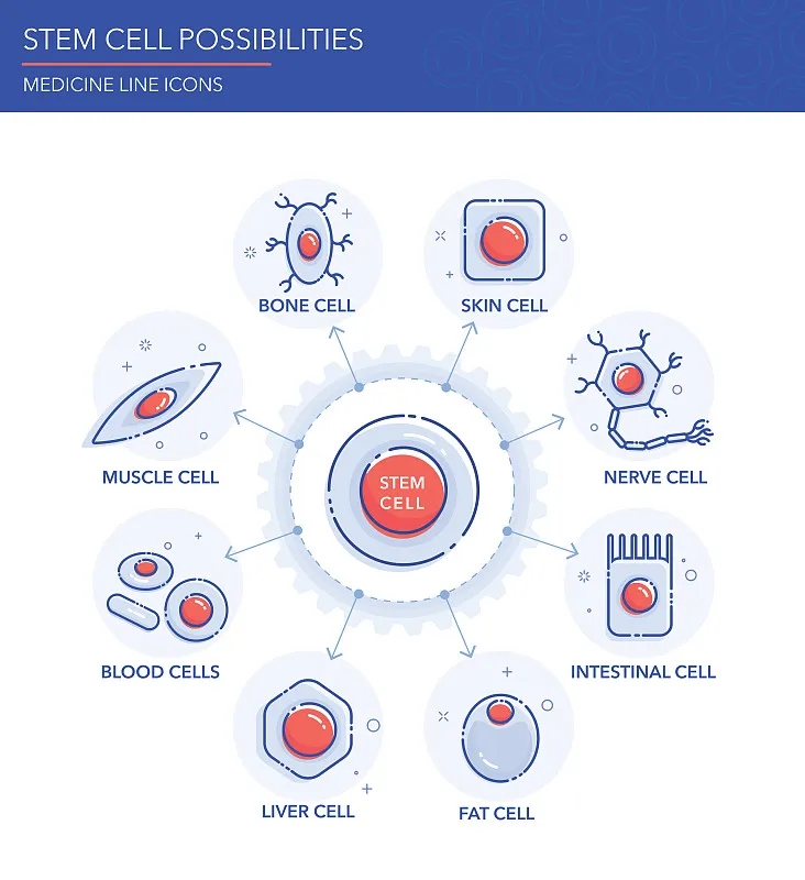 间充质干细胞的来源