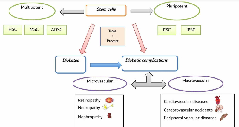 图1：干细胞疗法治疗糖尿病及糖尿病并发症概述